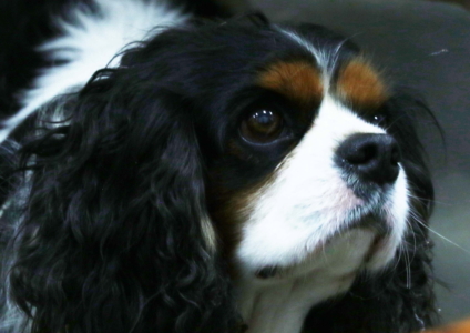 2025 Gau beltza web 16