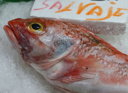 2026 11-04 Guernica 24